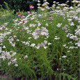 Rman - Achillea millefolium