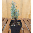 Smilj - Helichrysum italicum
