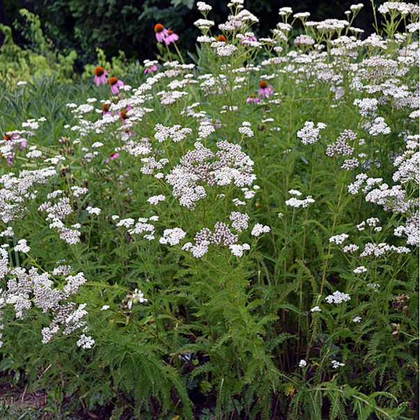 Rman - Achillea millefolium