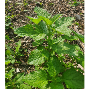 Melisa - Melissa officinalis