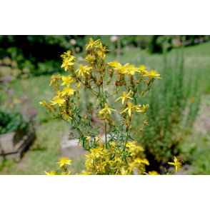 Šentjanževka - Hypericum perforatum