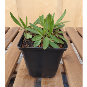 Arnika - Arnica chamisonis