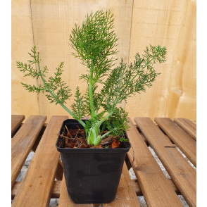Komarček - Foeniculum vulgare