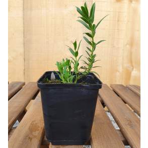 Ožepek - Hyssopus officinalis