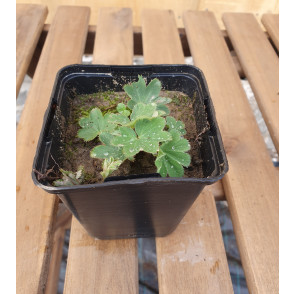 Plahtica - Alchemilla vulgaris