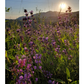 Sivka - Lavandula spica