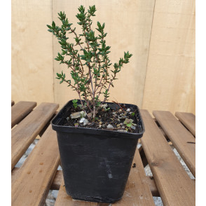 Vrtni timijan - Thymus vulgaris